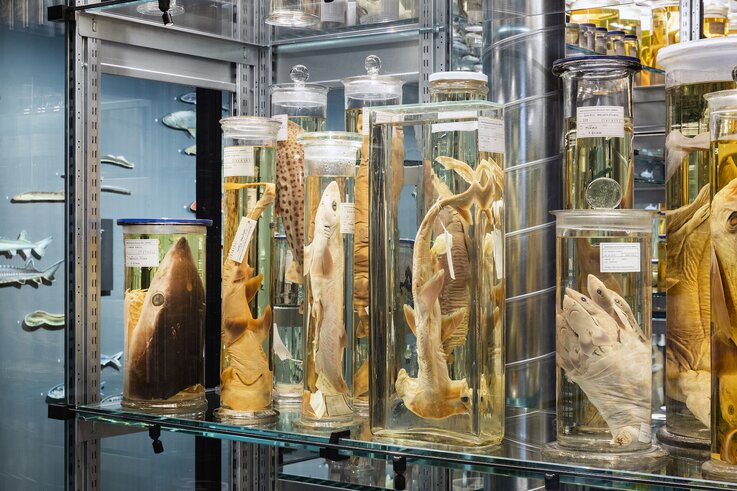 LED-Beleuchtung, Wunderkammer Naturhistorisches Museum Bern | © Nelly Rodriguez